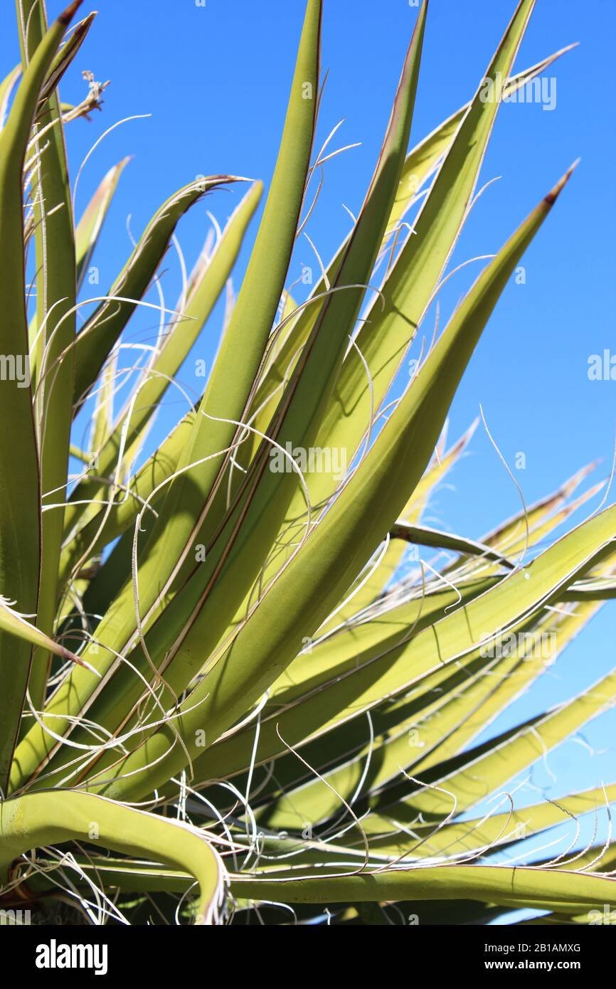 Fibre sul fogliame spiky del nativo Yucca Schidera, Mojave Yucca, sono stati utilizzati Dal Tradizionale popolo del deserto per fare stoffa, scarpe, cordage. Foto Stock