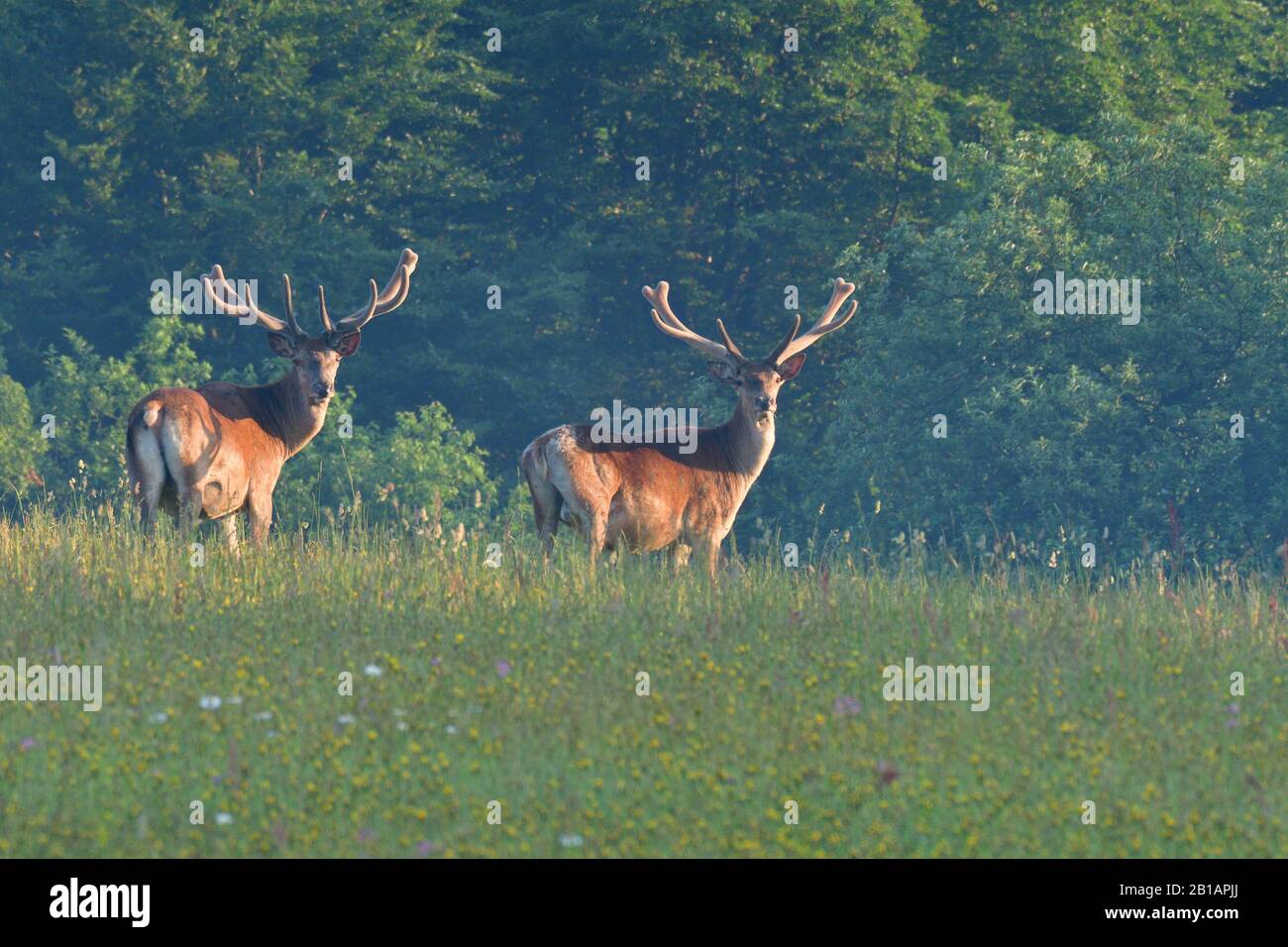 Ritratto di testa di cervo con palchi in crescita in primavera su pascolo verde Foto Stock