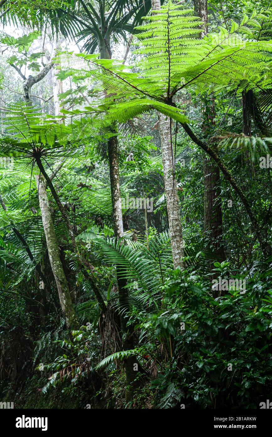 Felci ad albero (Cyathea arborea), sentiero El Bolo, Foresta Statale Toro Negro (foresta pluviale tropicale), Porto Rico Foto Stock