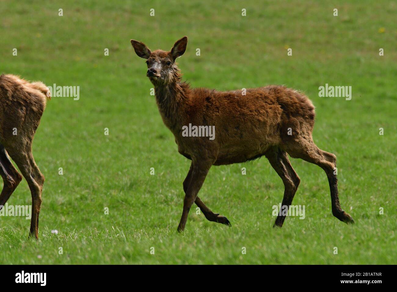 Ritratto di testa di cervo con palchi in crescita in primavera su pascolo verde Foto Stock