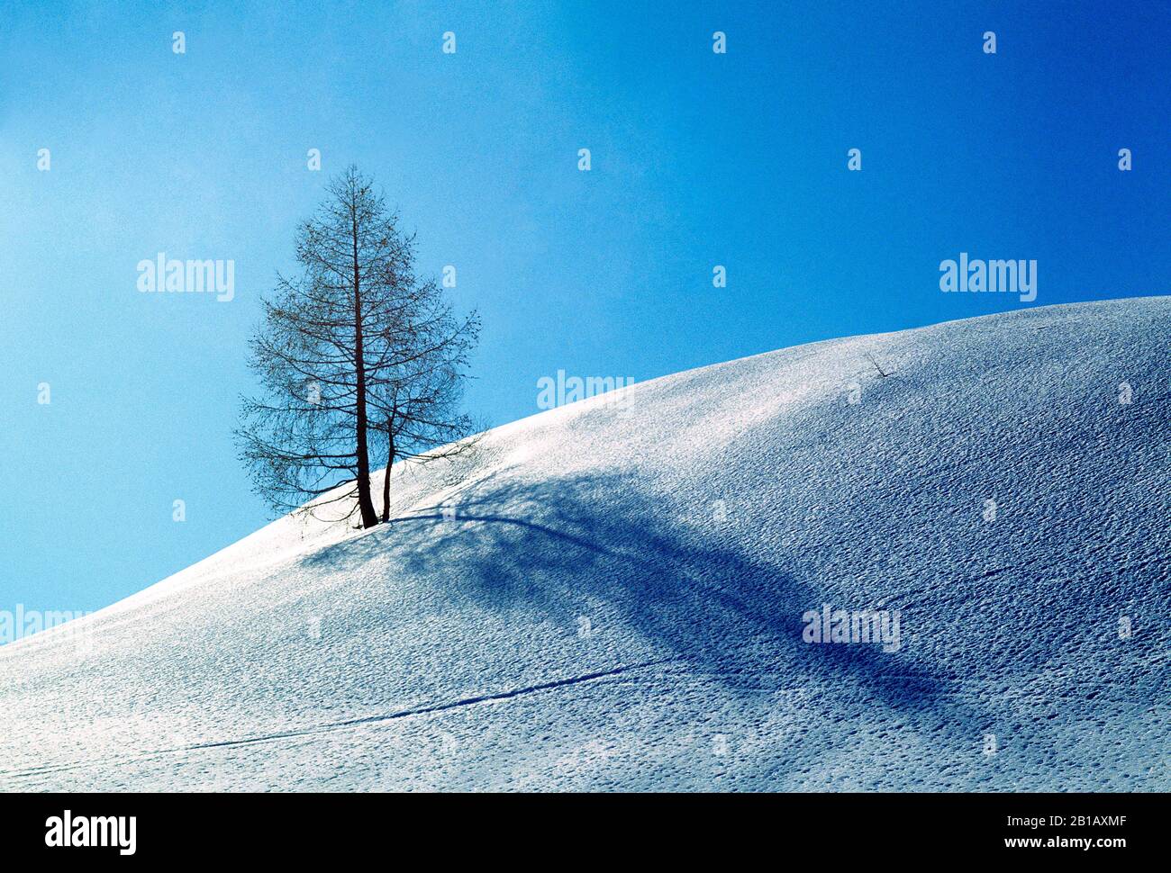 Austria. Lone albero su collina coperta di neve. Foto Stock