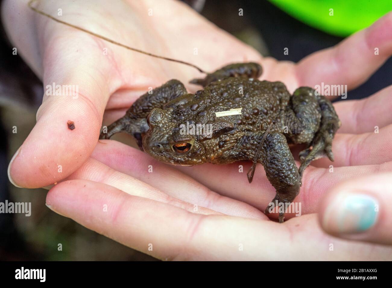 Schwerin, Germania. 21st Feb, 2020. Un comune toto siede sulla mano di un attivista di benessere animale dopo essere stato salvato da un secchio di cattura alla recinzione del toad al Babenkoppel. Con temperature notturne superiori a cinque gradi e pioggia, molti neonati, rane e toads iniziano le loro migrazioni dal loro luogo di nascondimento invernale ai terreni di riproduzione. Per proteggere gli animali, gli ambientalisti hanno messo in su le recinzioni toad lungo le strade trafficate in primavera, raccolgono gli anfibi là e li portano in secchi sopra la strada. Credito: Jens Büttner/dpa-Zentralbild/ZB/dpa/Alamy Live News Foto Stock