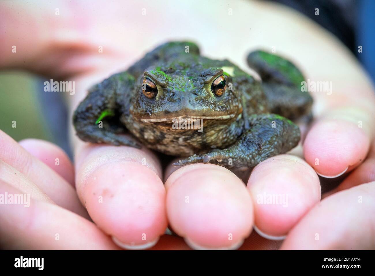 Schwerin, Germania. 21st Feb, 2020. Un comune toto siede sulla mano di un attivista di benessere animale dopo essere stato salvato da un secchio di cattura alla recinzione del toad al Babenkoppel. Con temperature notturne superiori a cinque gradi e pioggia, molti neonati, rane e toads iniziano le loro migrazioni dal loro luogo di nascondimento invernale ai terreni di riproduzione. Per proteggere gli animali, gli ambientalisti hanno messo in su le recinzioni toad lungo le strade trafficate in primavera, raccolgono gli anfibi là e li portano in secchi sopra la strada. Credito: Jens Büttner/dpa-Zentralbild/ZB/dpa/Alamy Live News Foto Stock