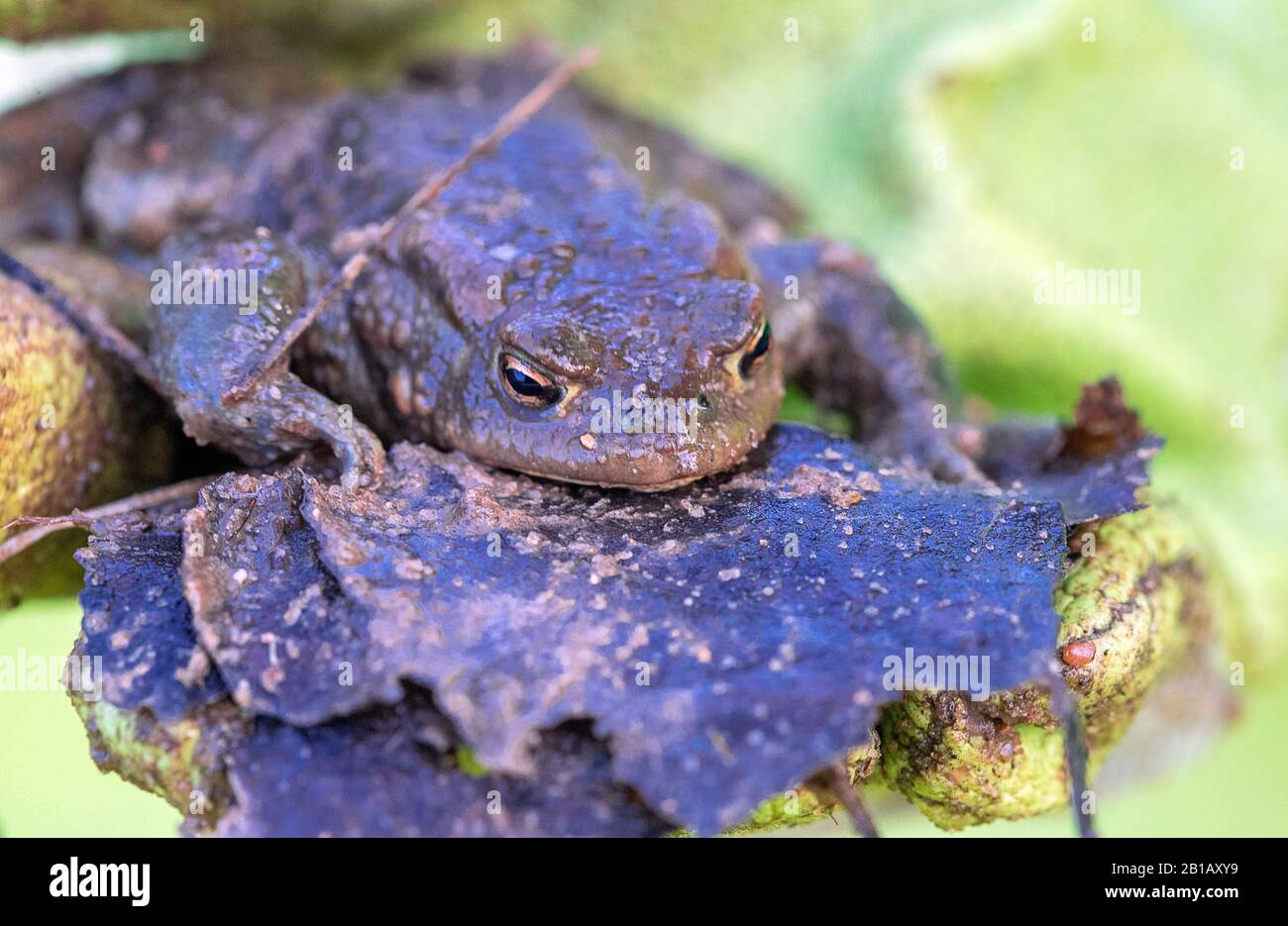 Schwerin, Germania. 21st Feb, 2020. Un TAD comune si siede su un guanto di gomma verde dopo essere stato salvato da un secchio di cattura alla recinzione del toad al Babenkoppel. Con temperature notturne superiori a cinque gradi e pioggia, molti neonati, rane e toads iniziano le loro migrazioni dal loro luogo di nascondimento invernale ai terreni di riproduzione. Per proteggere gli animali, gli ambientalisti hanno messo in su le recinzioni toad lungo le strade trafficate in primavera, raccolgono gli anfibi là e li portano in secchi sopra la strada. Credito: Jens Büttner/dpa-Zentralbild/ZB/dpa/Alamy Live News Foto Stock