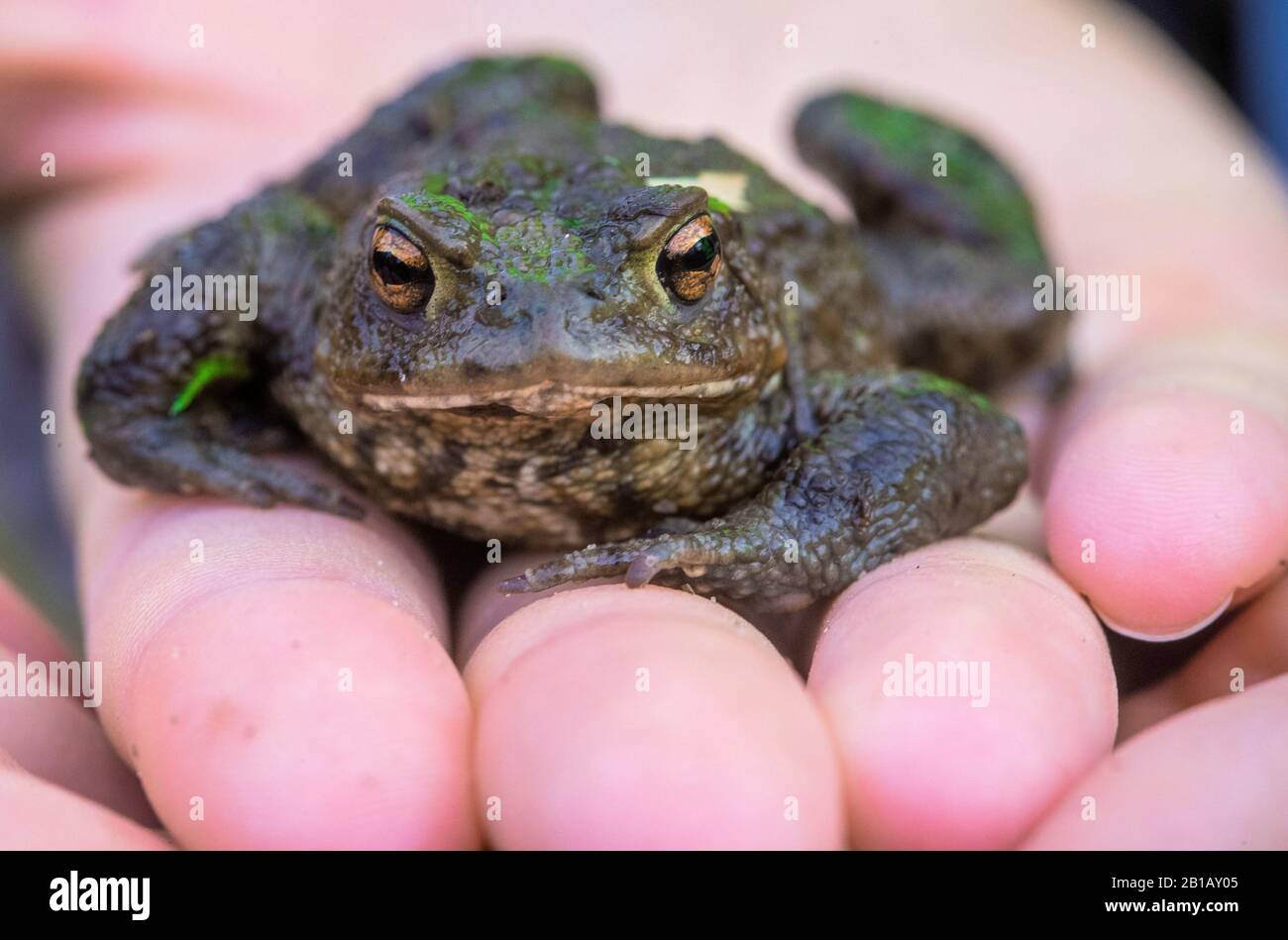 Schwerin, Germania. 21st Feb, 2020. Un comune toto siede sulla mano di un attivista di benessere animale dopo essere stato salvato da un secchio di cattura alla recinzione del toad a Babenkoppel. Con temperature notturne superiori a cinque gradi e pioggia, molti neonati, rane e toads iniziano le loro migrazioni dal loro luogo di nascondimento invernale ai terreni di riproduzione. Per proteggere gli animali, gli ambientalisti hanno messo in su le recinzioni toad lungo le strade trafficate in primavera, raccolgono gli anfibi là e li portano in secchi sopra la strada. Credito: Jens Büttner/dpa-Zentralbild/ZB/dpa/Alamy Live News Foto Stock