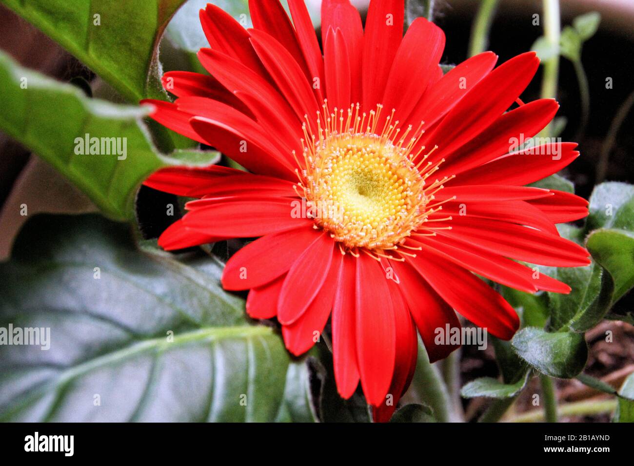 Una luminosa Daisy rossa di Gerbera è vista da vicino. Foto Stock