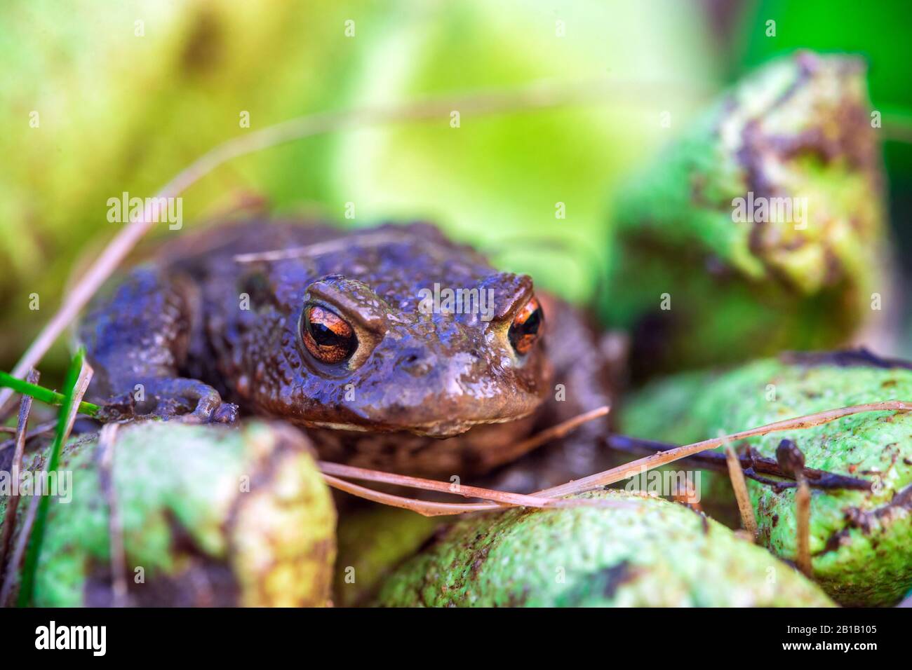 Schwerin, Germania. 21st Feb, 2020. Un TAD comune si siede su un guanto di gomma verde dopo essere stato salvato da un secchio di cattura alla recinzione del toad al Babenkoppel. Con temperature notturne superiori a cinque gradi e pioggia, molti neonati, rane e toads iniziano le loro migrazioni dal loro luogo di nascondimento invernale ai terreni di riproduzione. Per proteggere gli animali, gli ambientalisti hanno messo in su le recinzioni toad lungo le strade trafficate in primavera, raccolgono gli anfibi là e li portano in secchi sopra la strada. Credito: Jens Büttner/dpa-Zentralbild/ZB/dpa/Alamy Live News Foto Stock