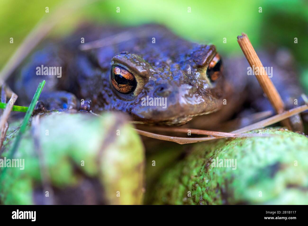 Schwerin, Germania. 21st Feb, 2020. Un TAD comune si siede su un guanto di gomma verde dopo essere stato salvato da un secchio di cattura alla recinzione del toad al Babenkoppel. Con temperature notturne superiori a cinque gradi e pioggia, molti neonati, rane e toads iniziano le loro migrazioni dal loro luogo di nascondimento invernale ai terreni di riproduzione. Per proteggere gli animali, gli ambientalisti hanno messo in su le recinzioni toad lungo le strade trafficate in primavera, raccolgono gli anfibi là e li portano in secchi sopra la strada. Credito: Jens Büttner/dpa-Zentralbild/ZB/dpa/Alamy Live News Foto Stock