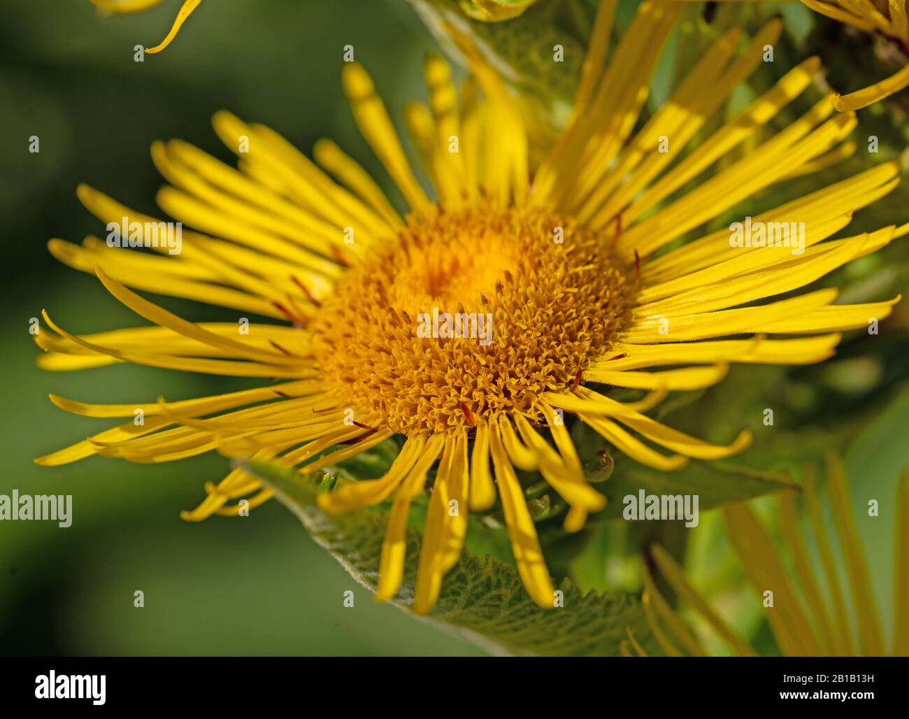Alante in fiore, Inula helenium, in estate Foto Stock