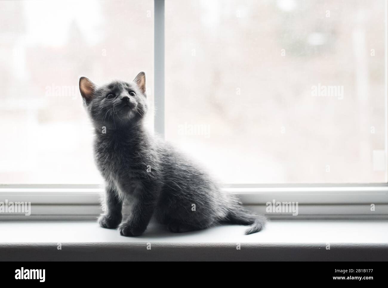 Adorabile gattino grigio seduto su una sporgenza della finestra che guarda in alto. Foto Stock
