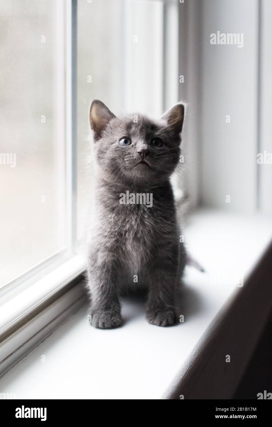 Primo piano di adorabile gattino grigio seduto su una sporgenza della finestra guardando in alto. Foto Stock