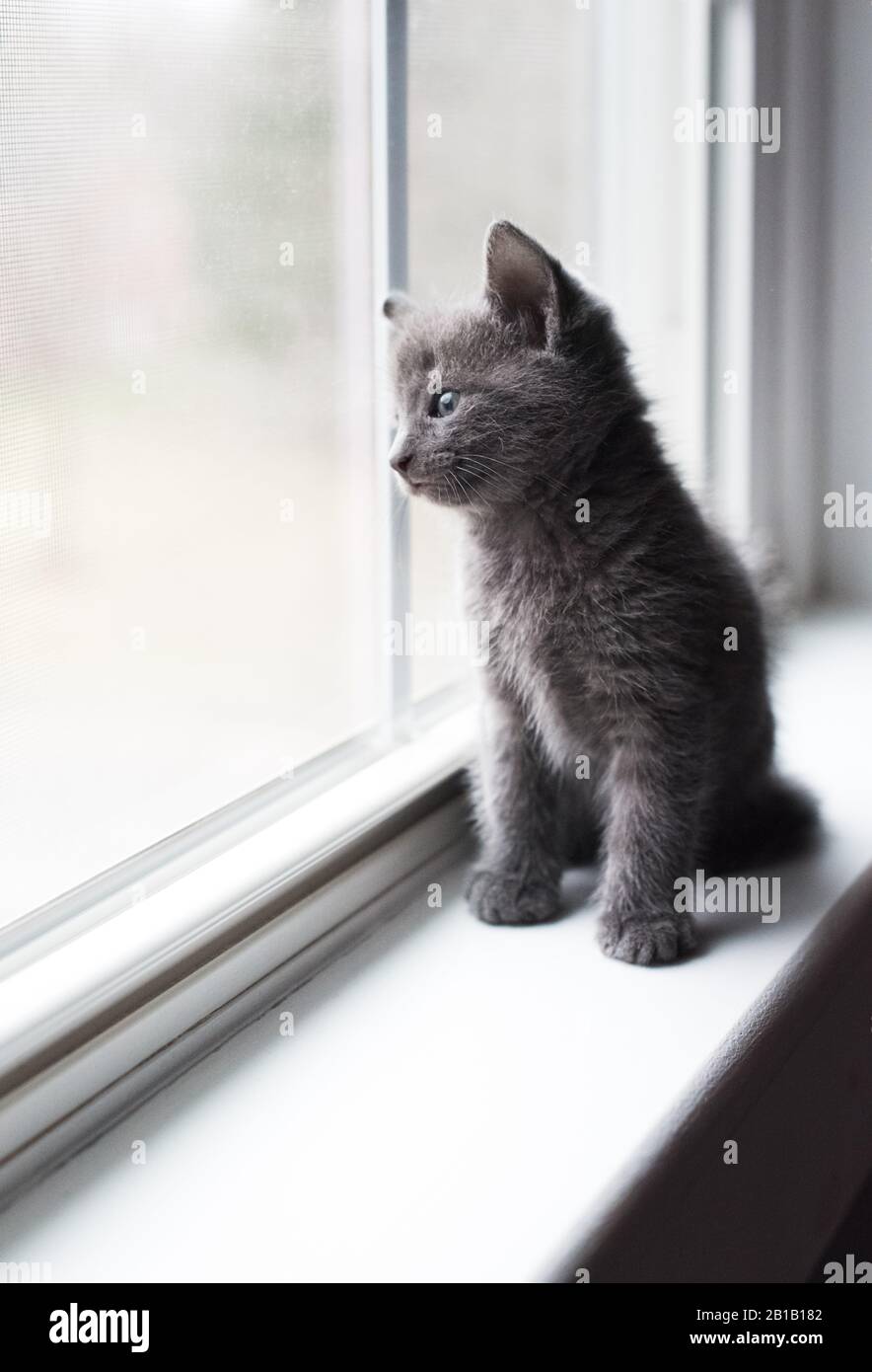 Adorabile gattino grigio seduto su una sporgenza della finestra che guarda all'esterno. Foto Stock