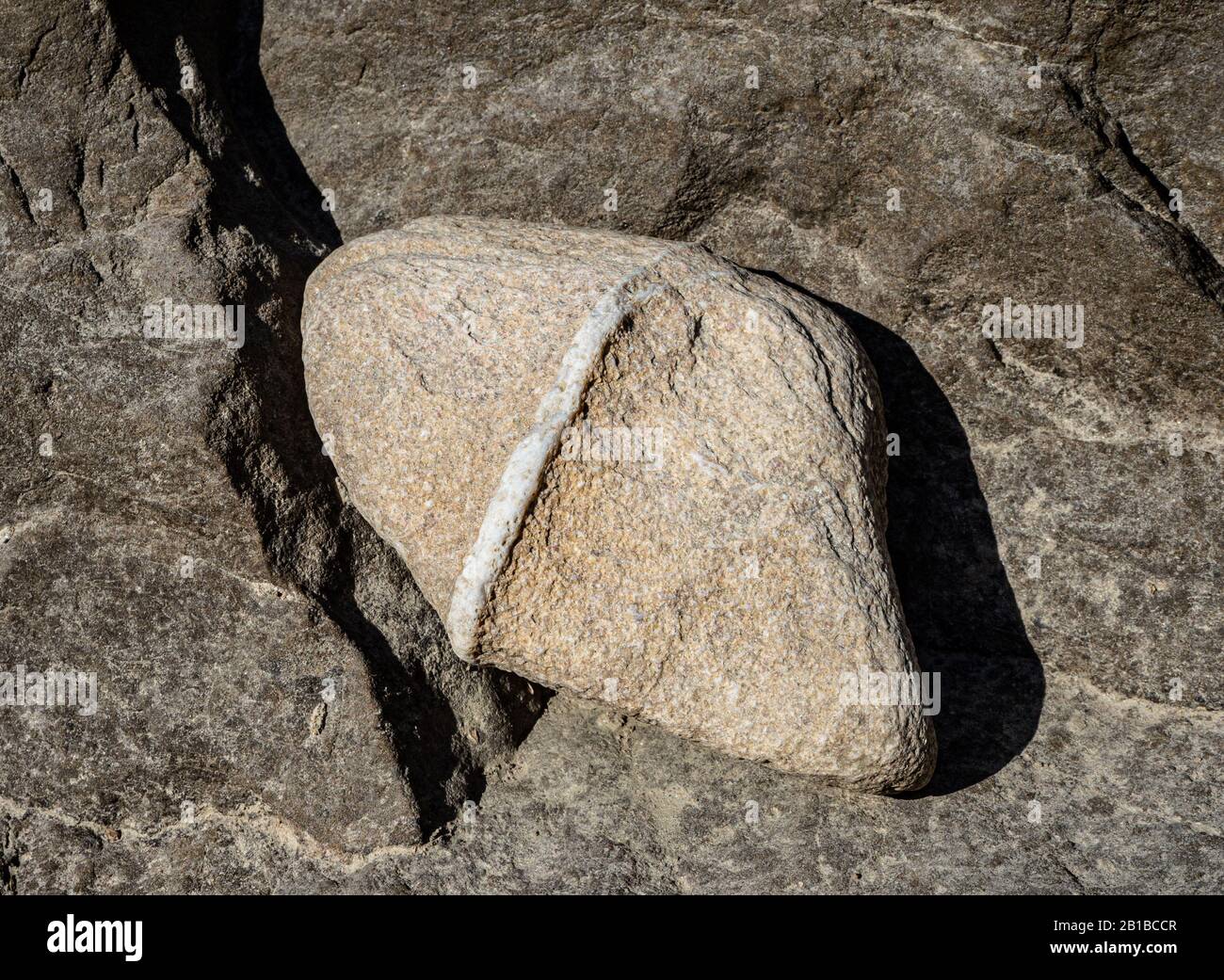 Una pietra grigia con una fascia bianca su un terreno pietroso Foto Stock