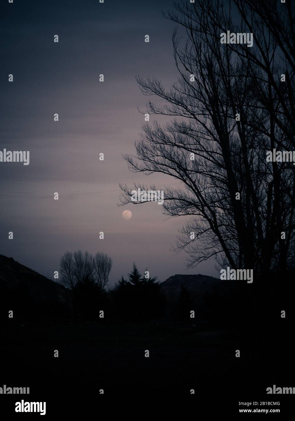 la luna su una foresta scura Foto Stock