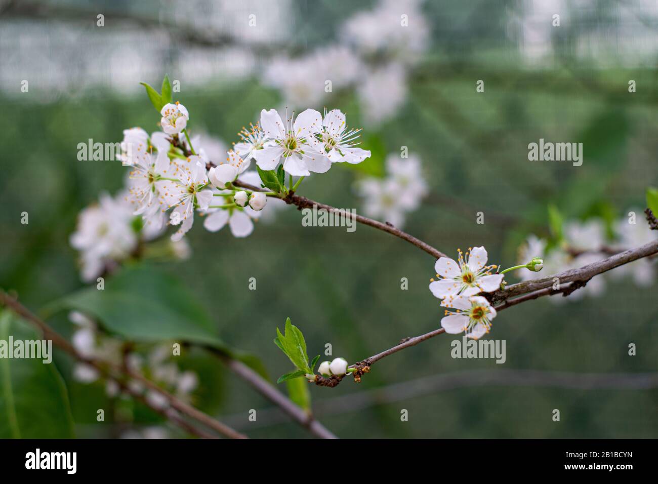 Fiori di damson di prugna Foto Stock