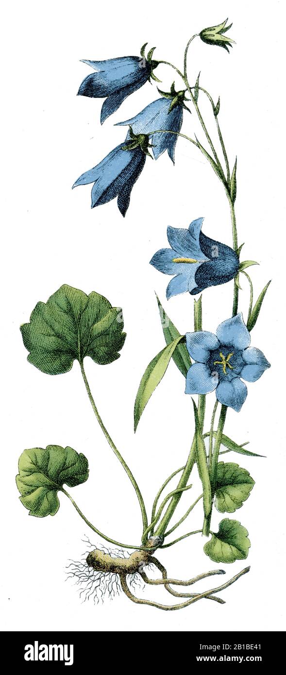 Harebell, Campanula rotundifolia, Rundblättrige Glockenblume, Campanule à feuilles rondes, (libro di botanica, 1909) Foto Stock