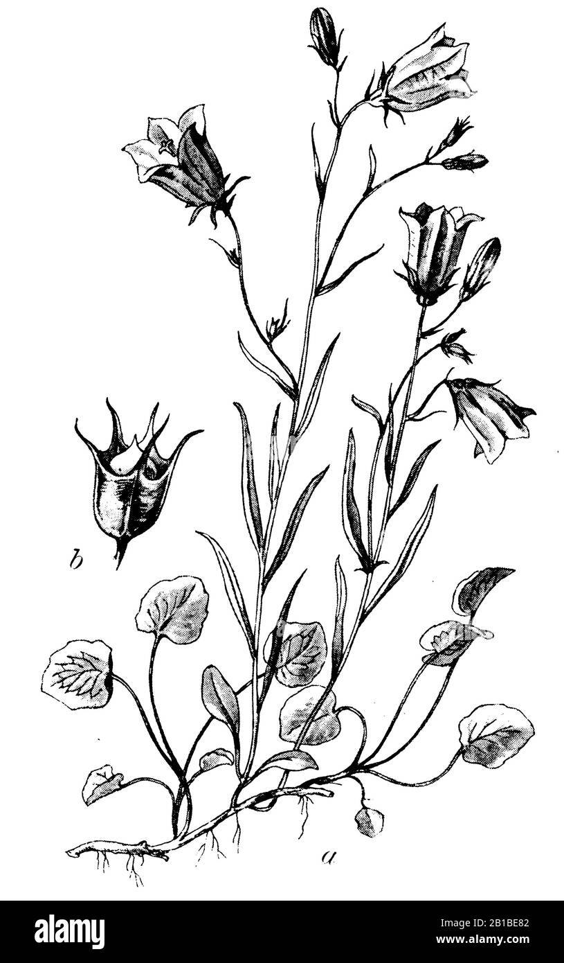 Harebell, Campanula rotundifolia, Rundblättrige Glockenblume, Campanule à feuilles rondes, (libro botanica, 1902) Foto Stock