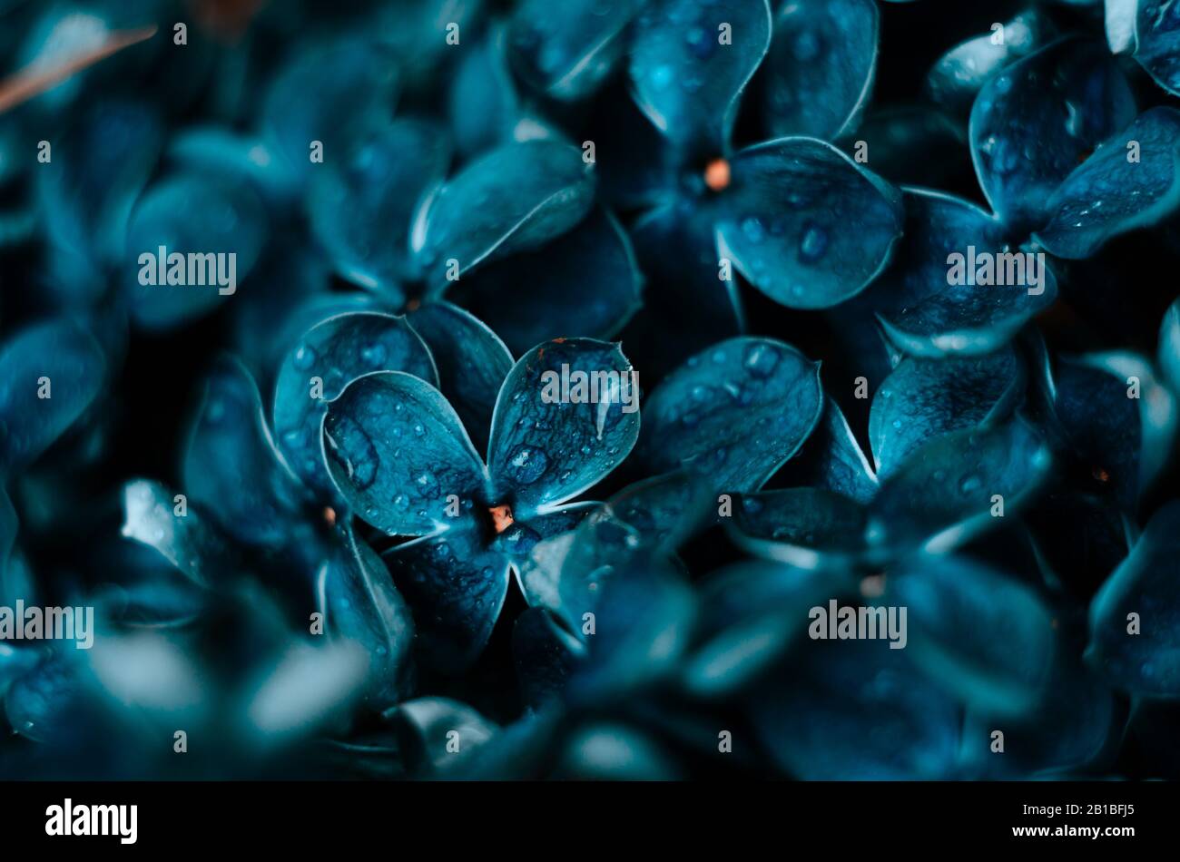 Primo piano fiori di lilla tonata in colore blu classico. Colore alla moda dello sfondo dell'anno. Foto Stock