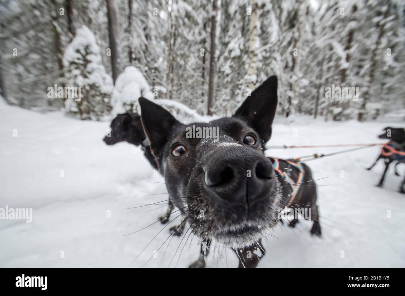 Cani da slitta in una foresta innevata. Vero inverno Foto Stock