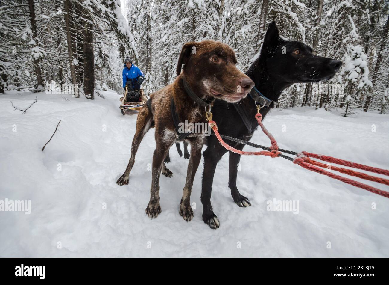 Febbraio 2020 - Factory Village. Cane squadra con cani divertenti. Russia, regione di Arkhangelsk Foto Stock