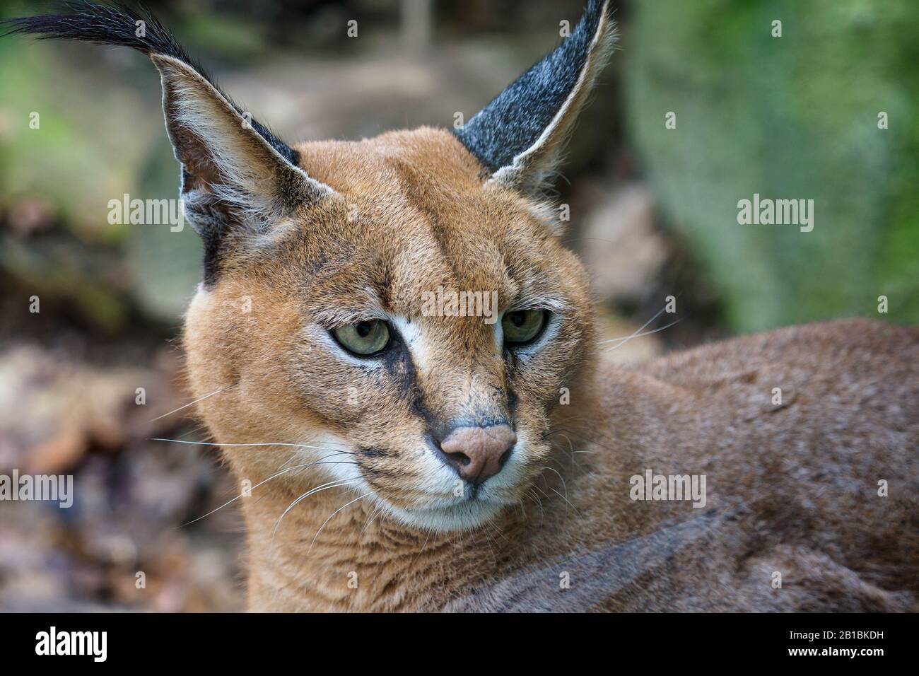 Particolare della testa caracale con un look attento. Bellissimo gatto caracale su sfondo naturale sfocato Foto Stock