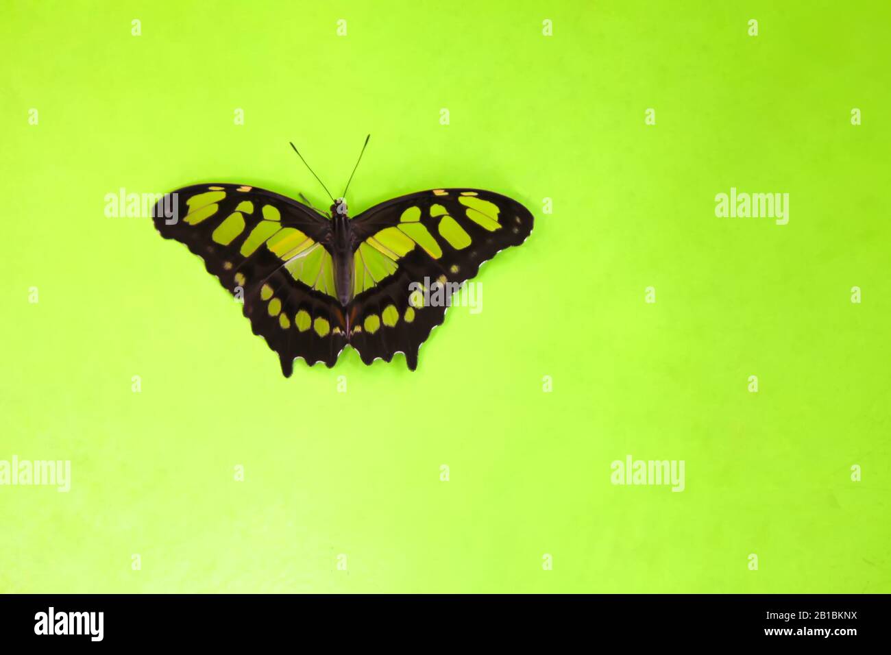 Bella farfalla blu enorme Papilio Nireus su sfondo verde. Insetti tropicali ed esotici - vita selvaggia Foto Stock