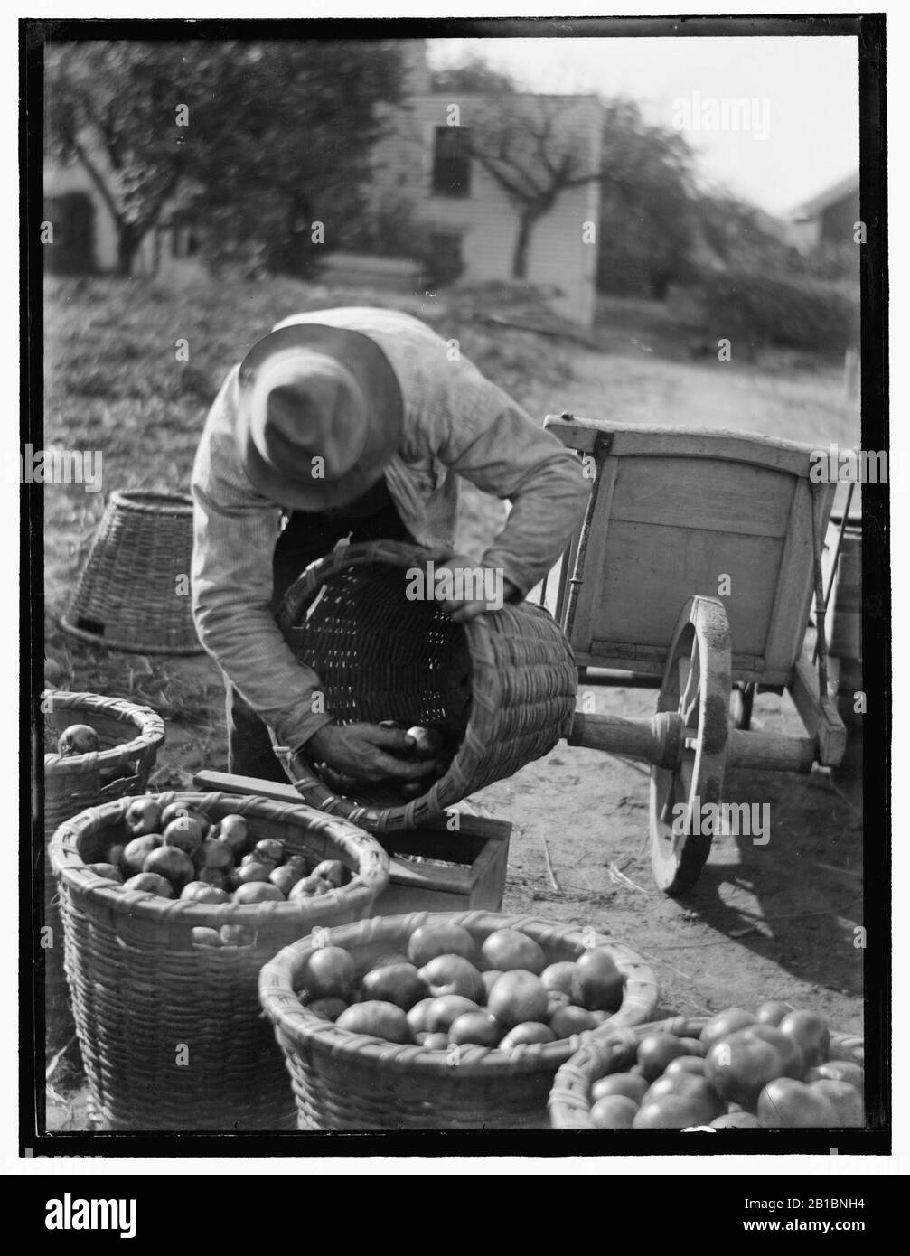 Frutti della Terra Foto Stock
