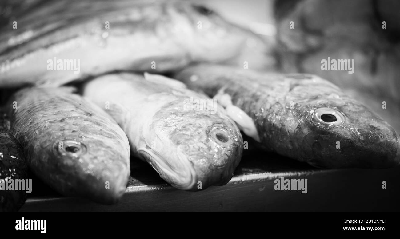 pesce fresco misto all'interno del mercato del pesce - polpi, conchiglie, ostriche, gamberi, calamari, pesce Foto Stock