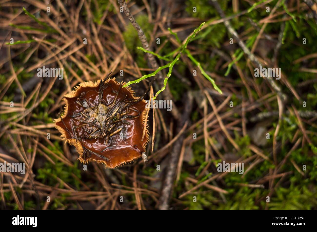 Un fungo erba nascosta e gli aghi caduti nella foresta umida autunno Foto Stock