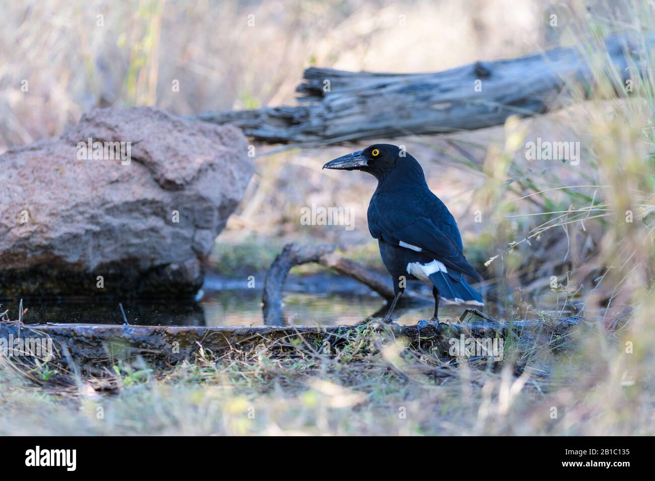 Un currawong maturo pied si trova in piedi, alla ricerca di minacce all'indietro sul bordo del suo foro di guerra preferito a Undarra in Queensland, Australia Foto Stock