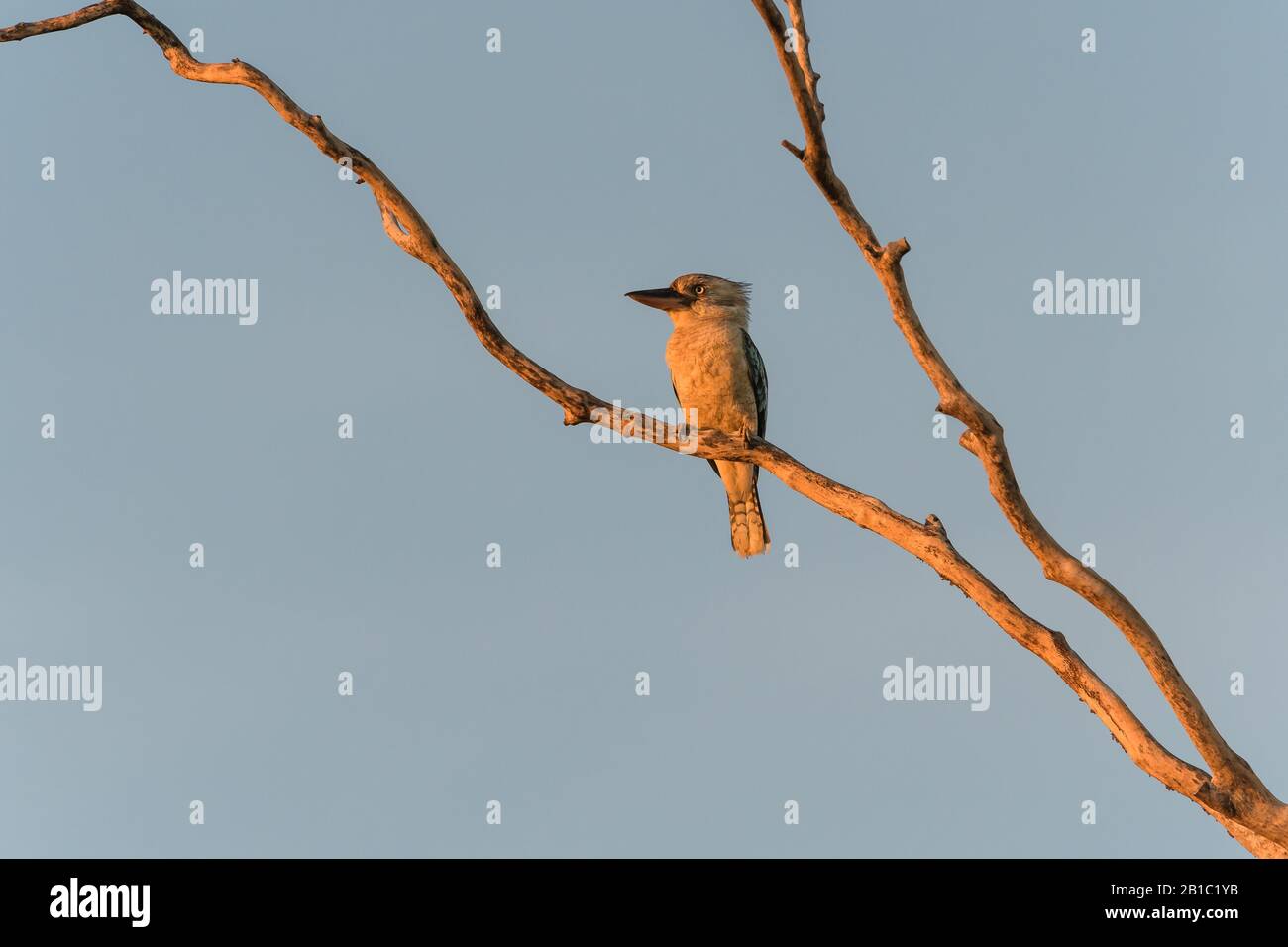 Sottospecie di kookaburra alato blu (leachii leachii) nella regione di Cape York nel Queensland in Australia. Foto Stock