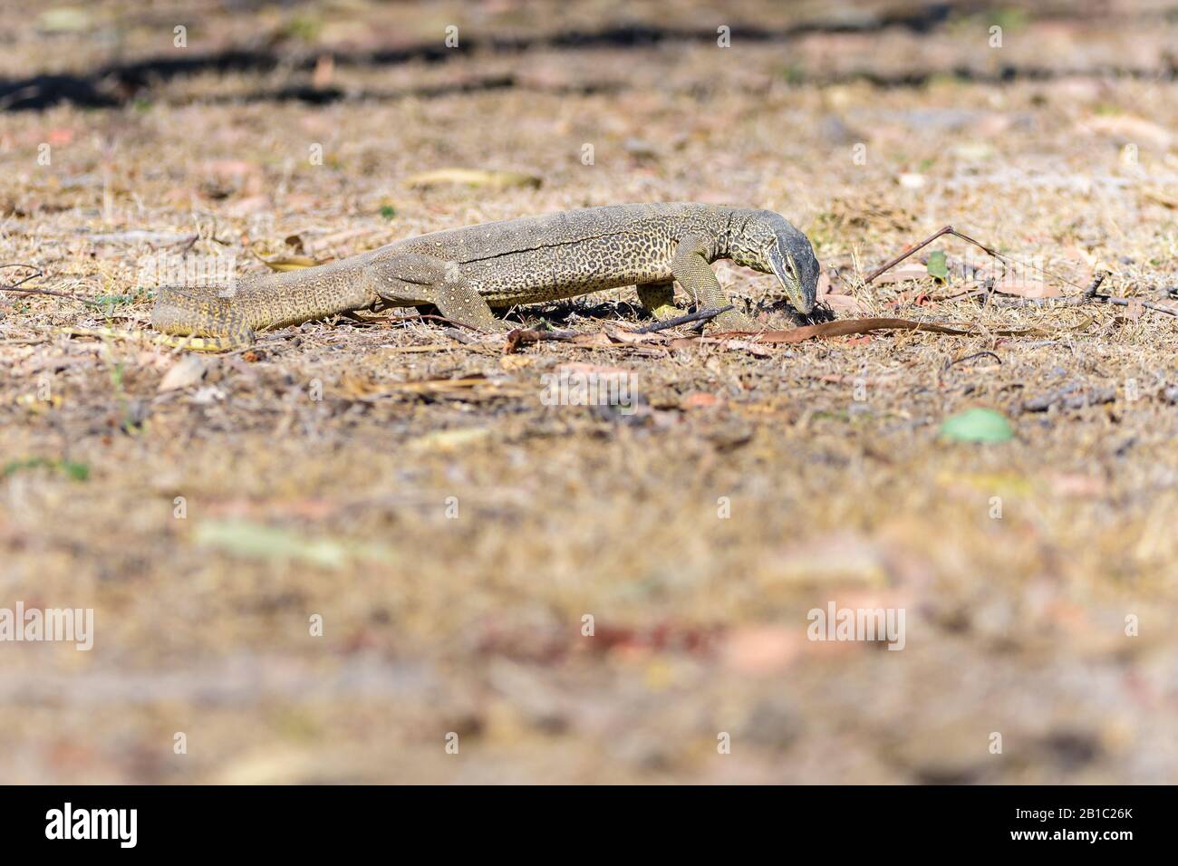 Una goanna di sabbia australiana in giro per una cena mattutina nel paese di Cape York in Australia. Foto Stock