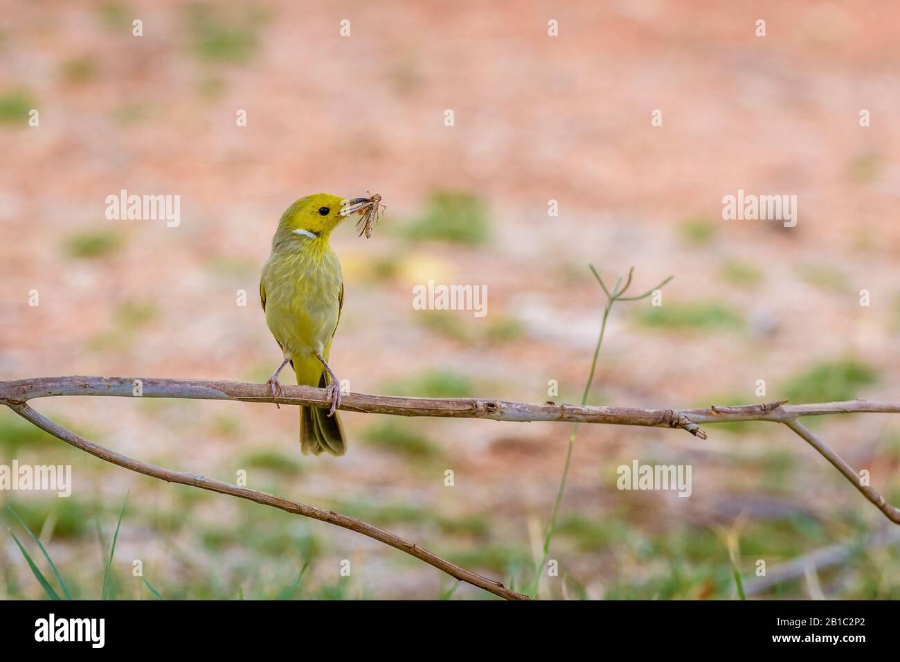 Giovane honeyeater bianco-pired con cavalletta catturata appollaiata su un ramo di albero al Parco Nazionale del Monte Augusta nell'Australia Occidentale Foto Stock