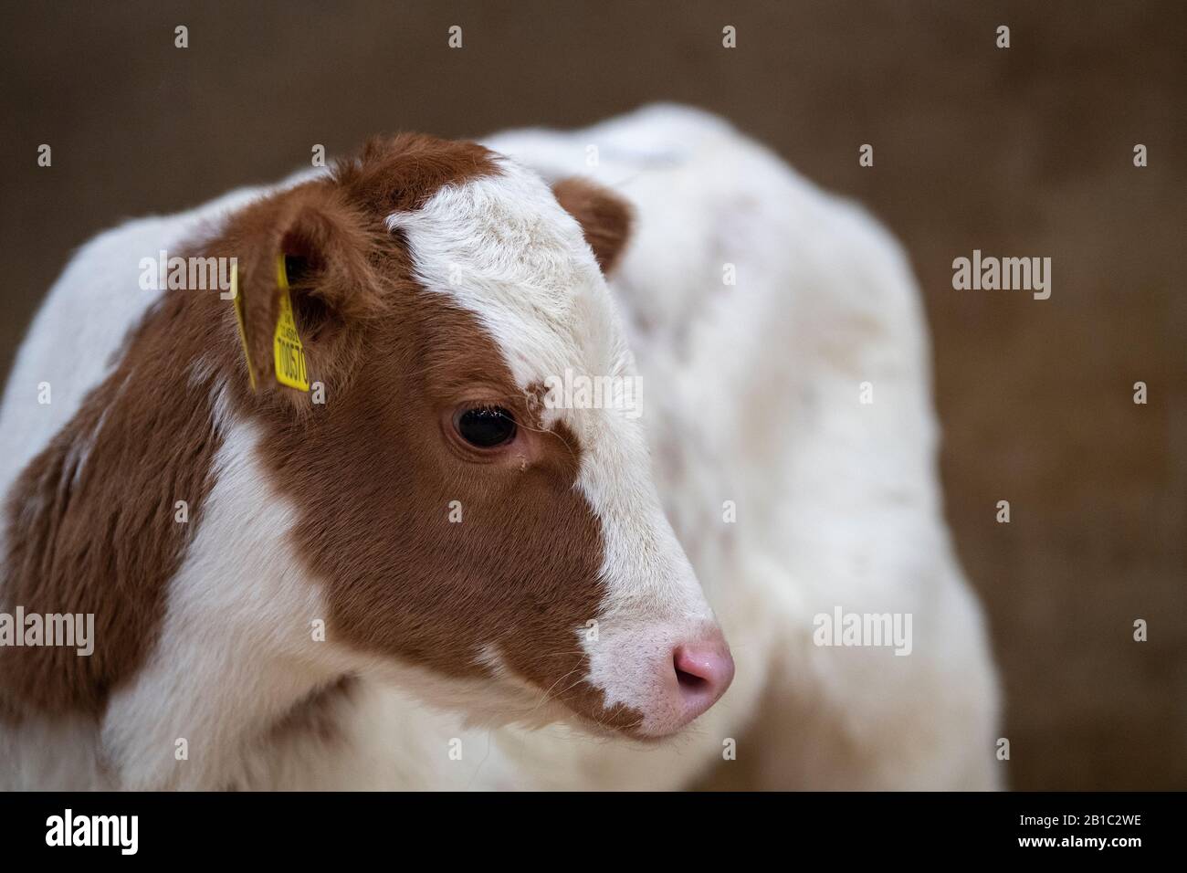 Vitello da latte rosso e bianco giovane, con auricolari gialli in, che mostra il numero di mandria e il numero individuale. Lancashire, Regno Unito. Foto Stock