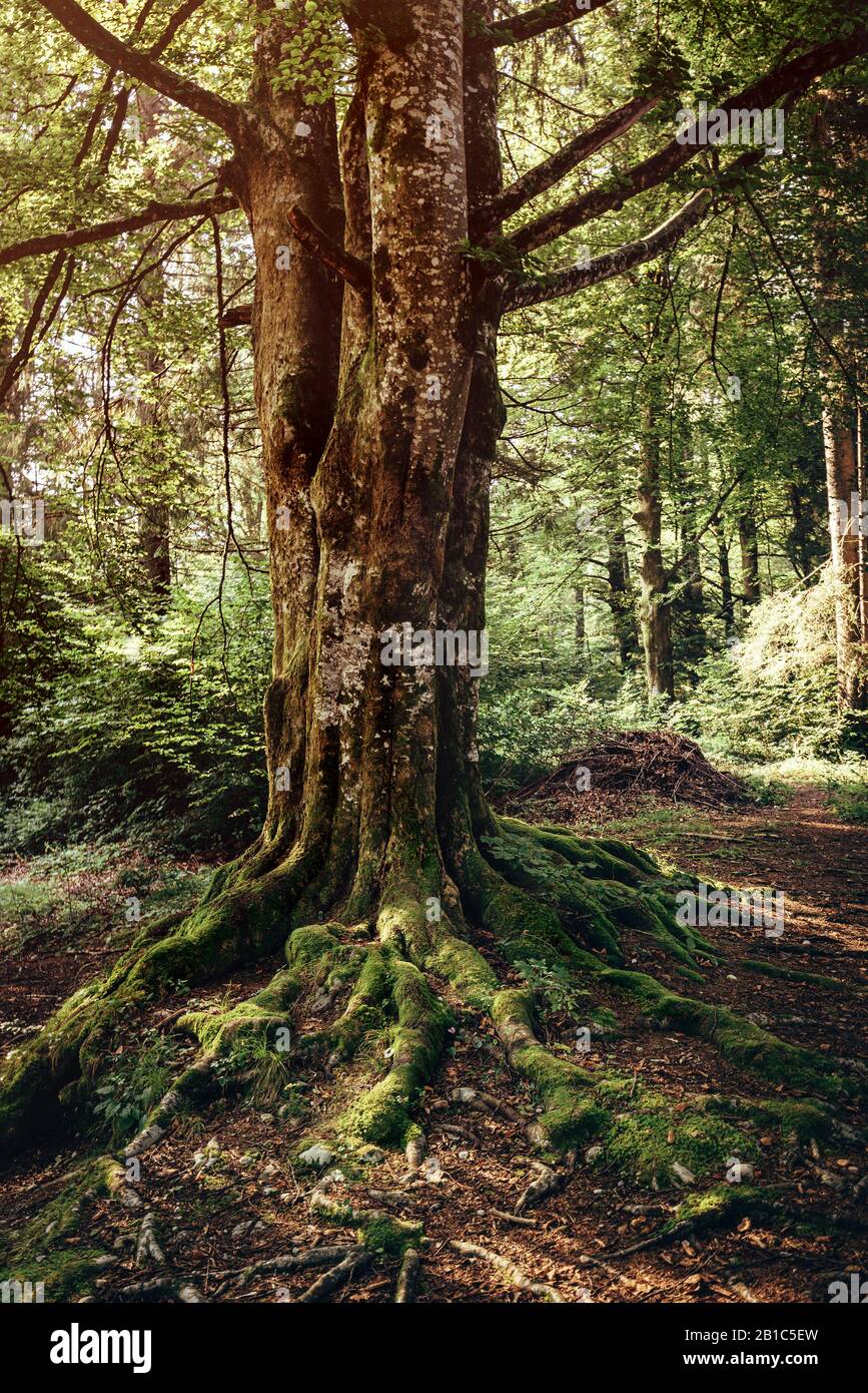Vecchio albero nella foresta, bellezza in natura Foto Stock