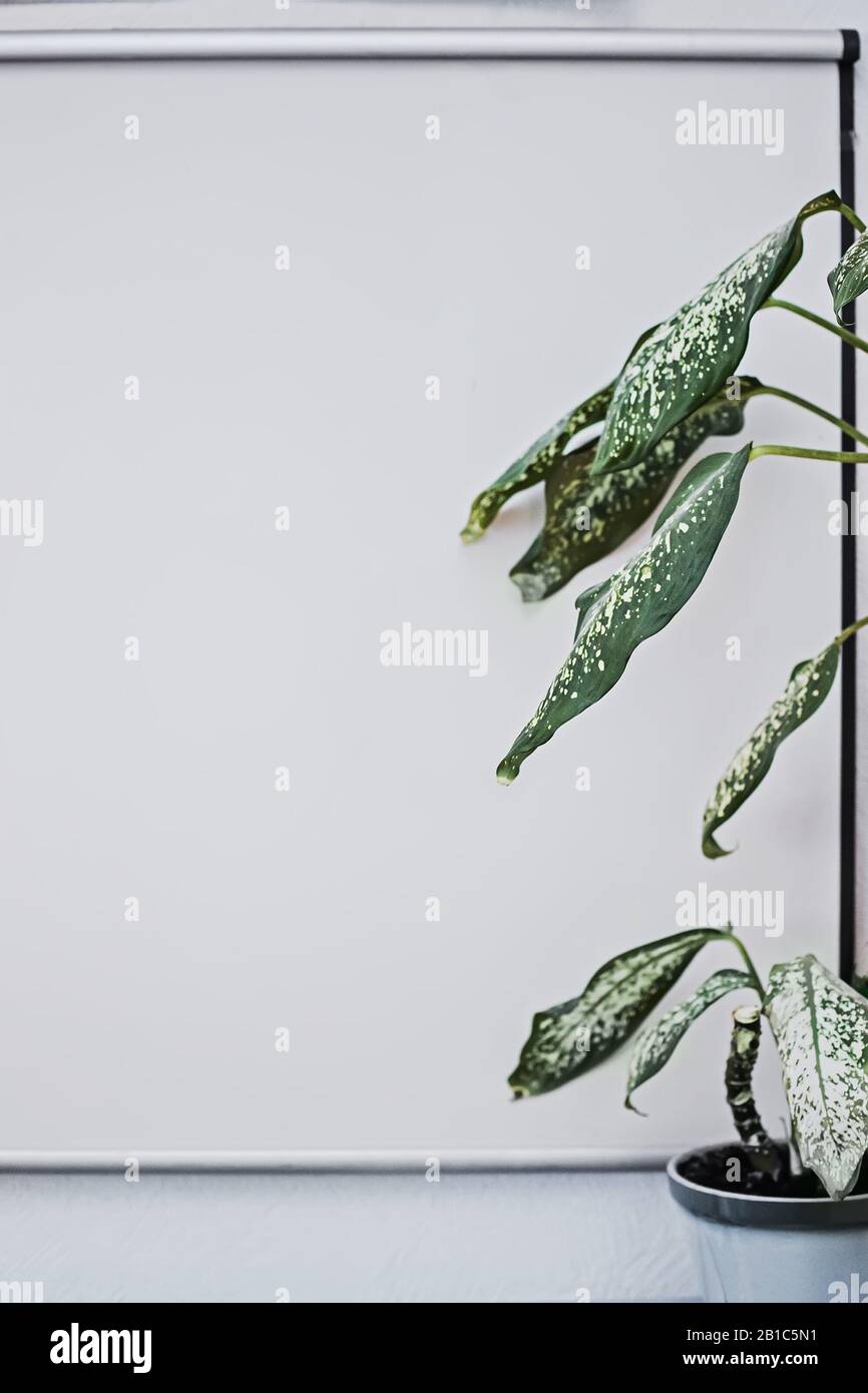 Dieffenbachia, canna da zucchero e lingua madre-in-law sullo sfondo del cartone magnetico, lavagna bianca sulla parete in classe. Spazio di copia Foto Stock