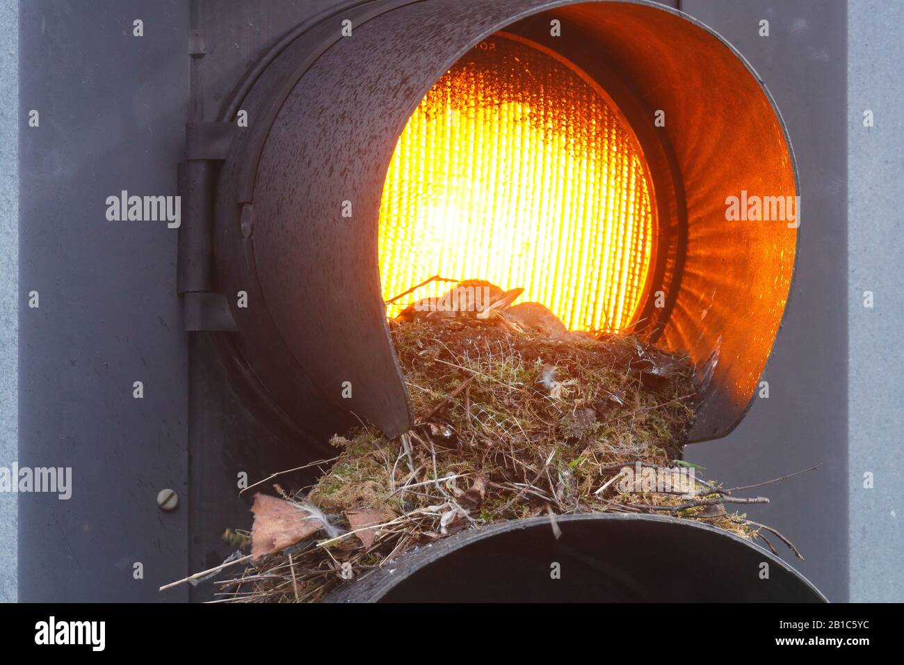 Un Mistle Thrush (Turdus viscivorus) sceglie di costruirlo su una luce ambra sui Segnali stradali, su una strada trafficata nel centro città di Leeds. Foto Stock