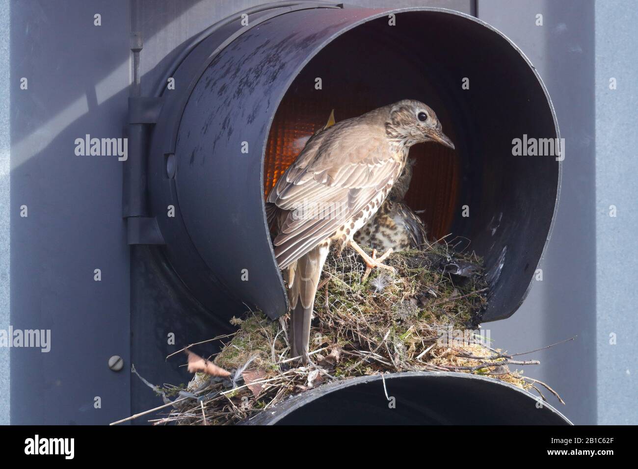 Un Mistle Thrush (Turdus viscivorus) sceglie di costruirlo su una luce ambra sui Segnali stradali, su una strada trafficata nel centro città di Leeds. Foto Stock