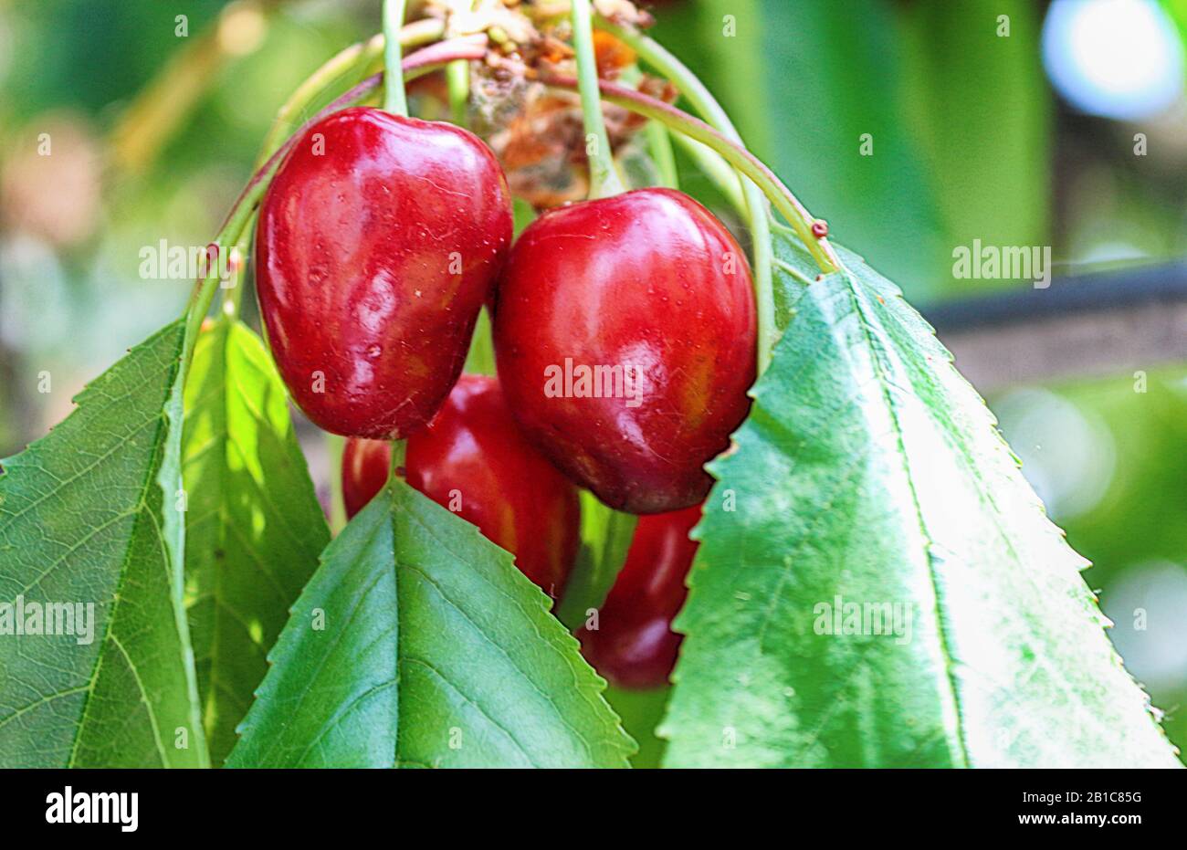 ciliegie mature su un ramo con foglie Foto Stock