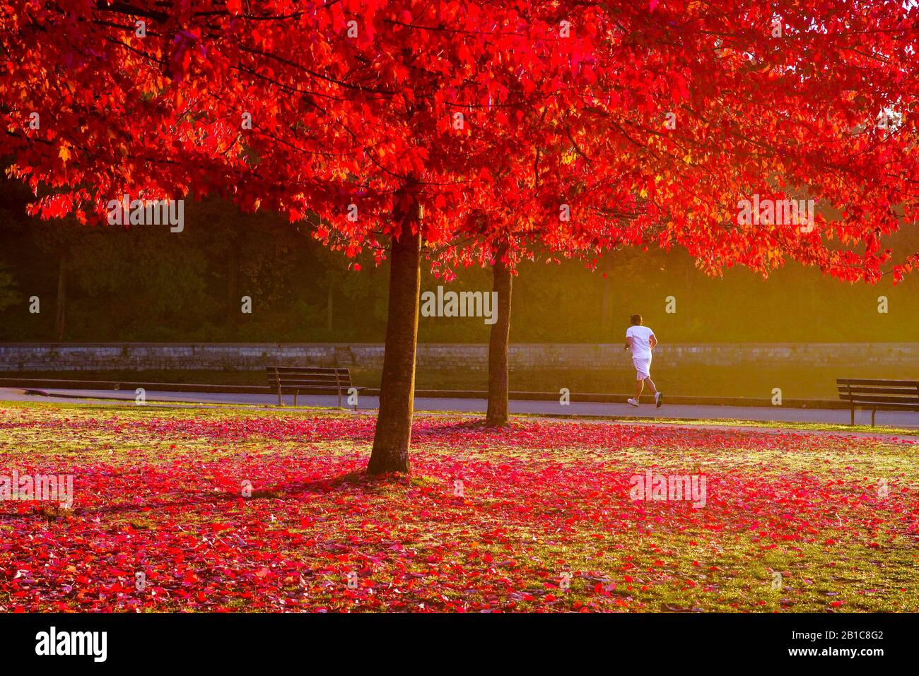 Pareggiatore di sunrise con Autunno a colori, Stanley Park seawall, Vancouver, British Columbia, Canada. Foto Stock