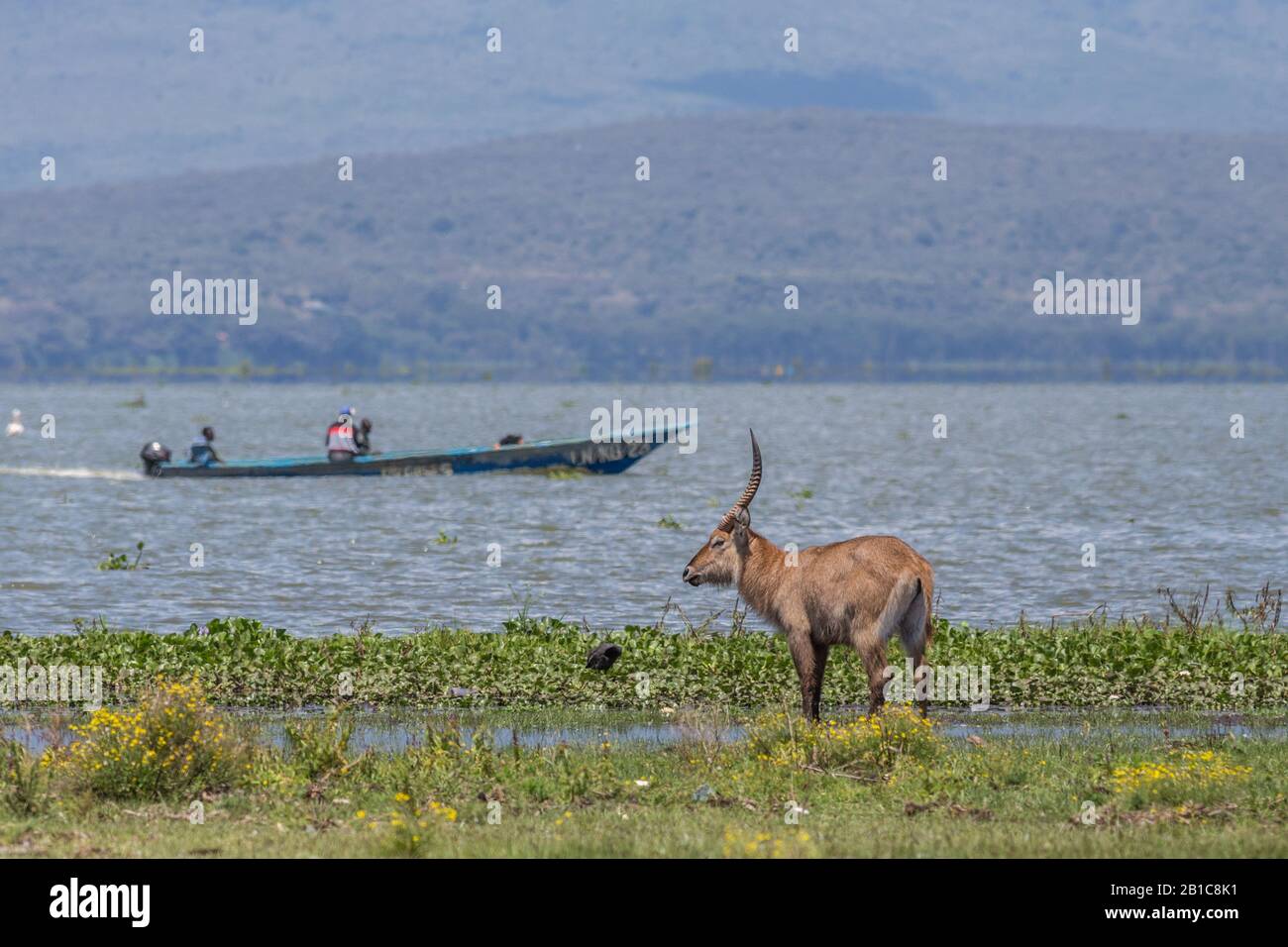 Pescatori e un alvbuck sul lago Naivasha, un lago d'acqua dolce in Kenya, vicino Nakuru, a nord ovest di Nairobi nella Grande Rift Valley Foto Stock