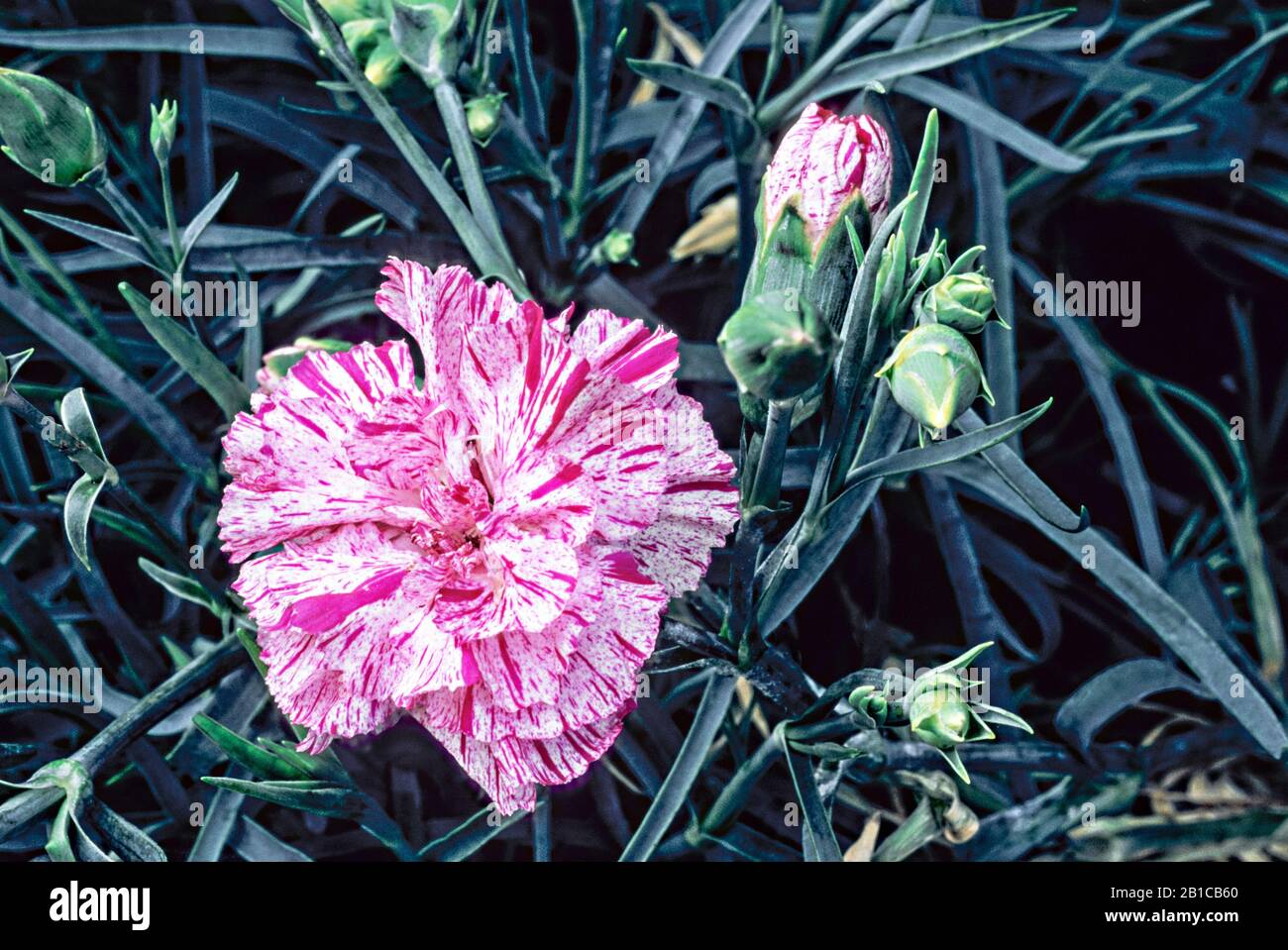 Dianthus 'evon Bell' con fiore e germogli in primo piano impostato su uno sfondo di foglie. Un perenne sempreverde che è completamente hardy. Foto Stock