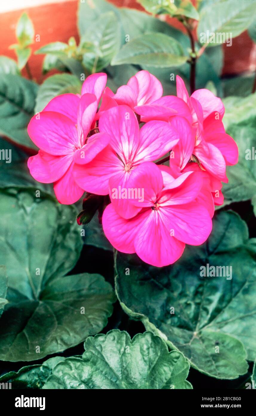 Secolo Orchidea. Un Pelargonio zonale del singolo gruppo fiorito e ha fiori rosa con un bianco splash un perenne sempreverde che è tenerezza al gelo. Foto Stock