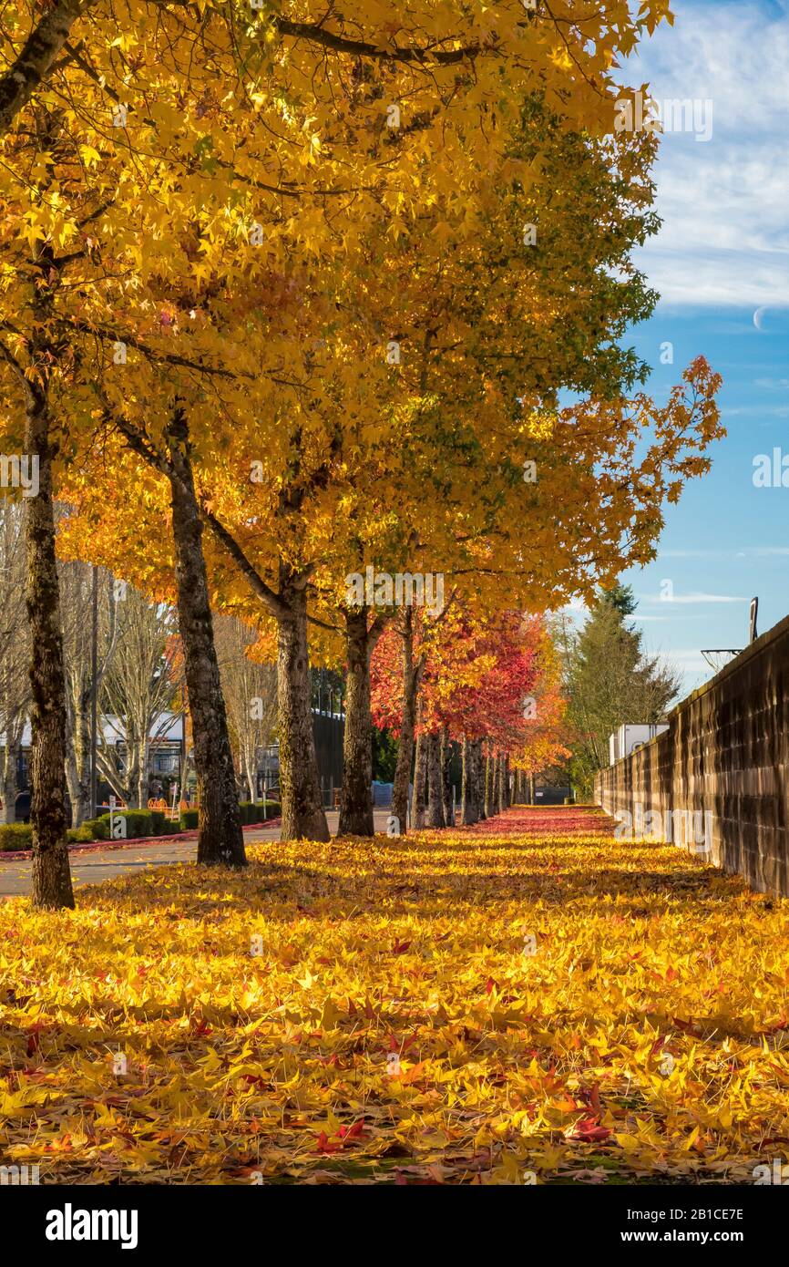Variazioni su un tema di alberi d'autunno, Olympia, Washington state, USA [Nessun rilascio di proprietà; disponibile solo per le licenze editoriali] Foto Stock