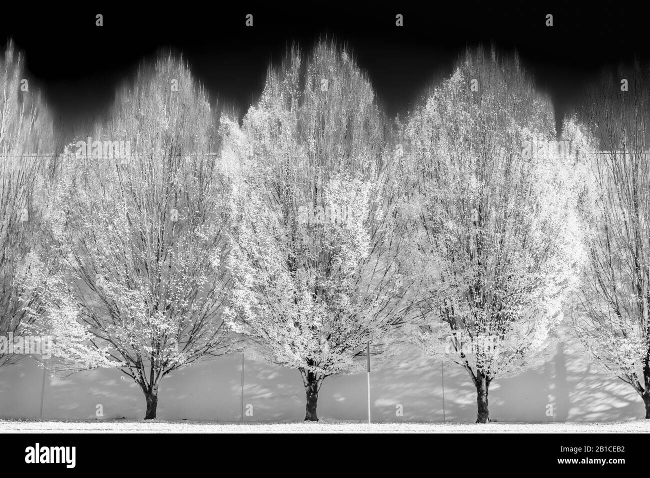 Variazioni su un tema di alberi d'autunno, con alberi modificati con il software Foto Stock