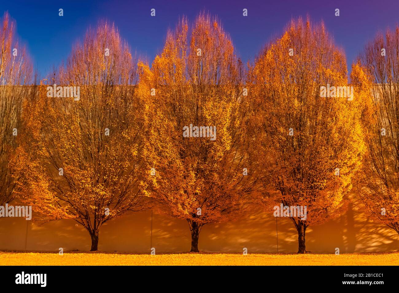 Variazioni su un tema di alberi d'autunno, con alberi modificati con il software Foto Stock