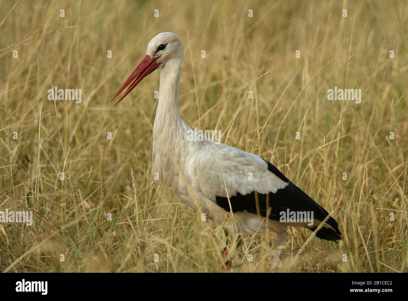 Una cicogna bianca che cammina attraverso l'erba di Savannah alta Foto Stock