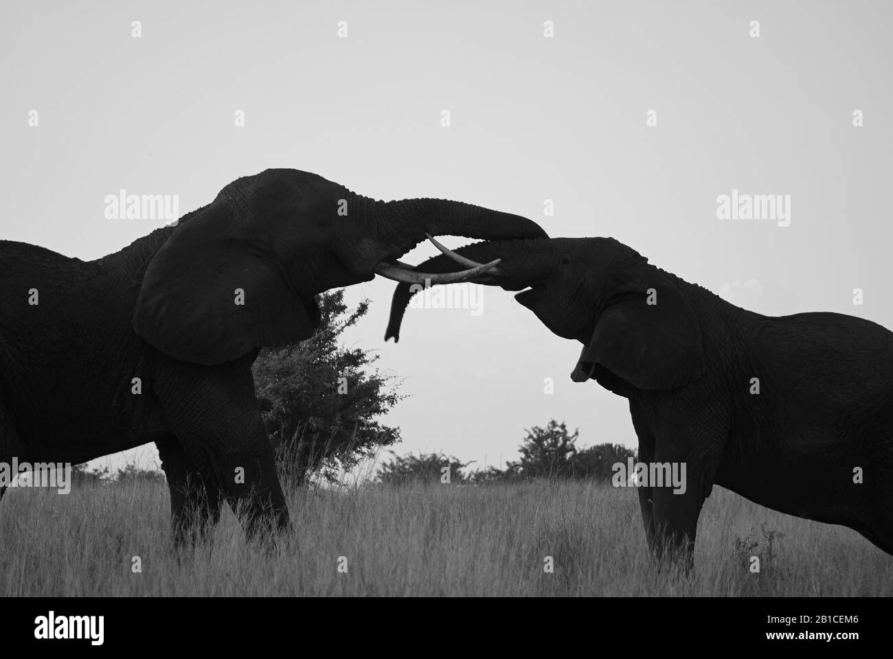 Giocosi elefanti wrestling Foto Stock