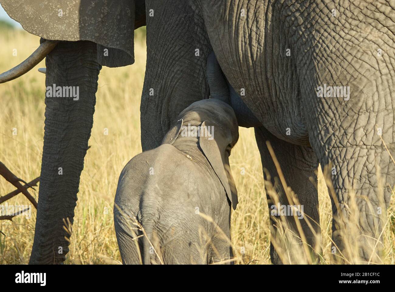 Un giovane vitello elefante succhia il latte Foto Stock