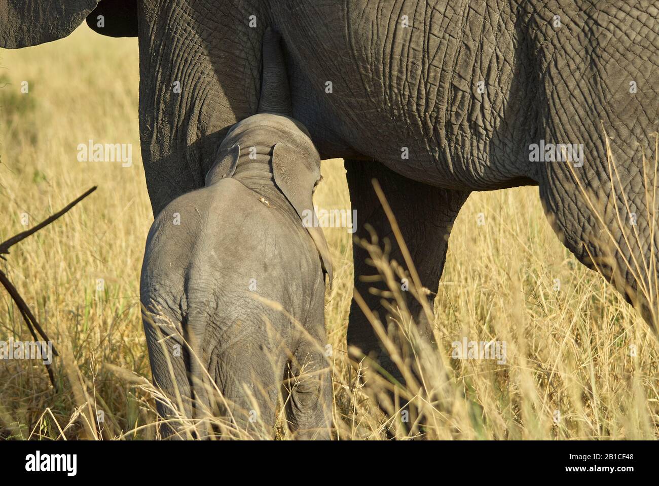 Un giovane vitello elefante succhia il latte Foto Stock